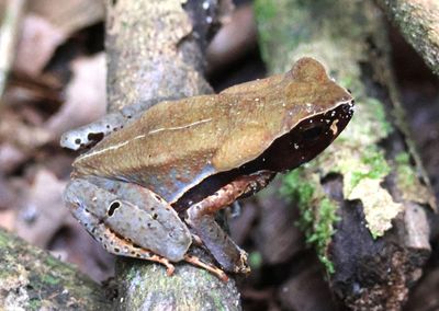 Leaf Litter Toad