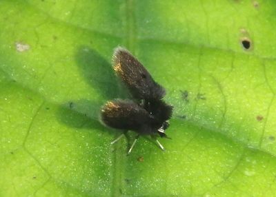 Lepidiella Moth Fly species