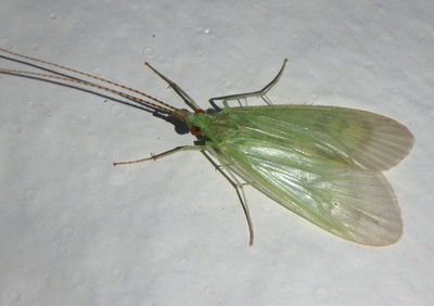 Leptonema Net-spinning Caddisfly species