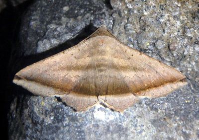 Lesmone Noctuid Moth species
