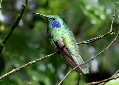 Lesser Violetear 