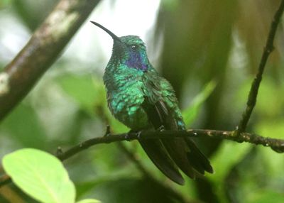 Lesser Violetear 