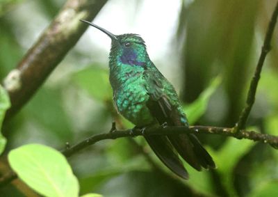 Lesser Violetear 