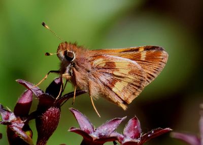 Lon poa; Grass Skipper species