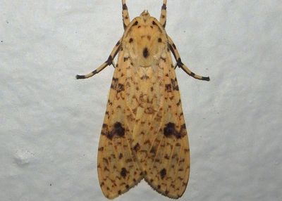 Lophocampa modesta; Tussock Moth species