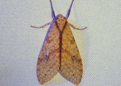 Lophocampa niveigutta; Tussock Moth species