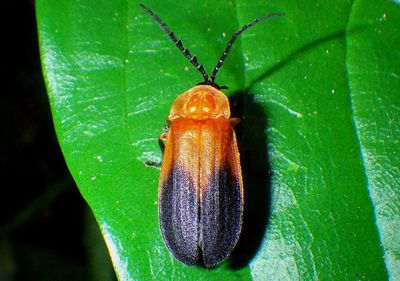 Lucidota discolor; Firefly species 