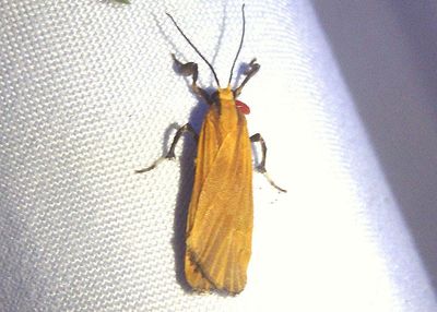 Lycomorphodes sordida; Lichen Moth species 
