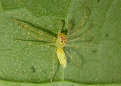 Lyssomanes Translucent Green Jumper species