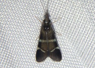 Macronematinae Caddisfly species