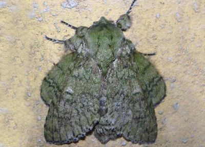 Macrurocampa remuria; Prominent Moth species