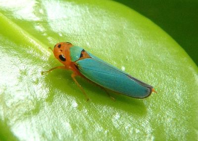 Macunolla ventralis; Sharpshooter species 