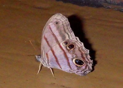 Magneuptychia libye; Blue-gray Satyr 