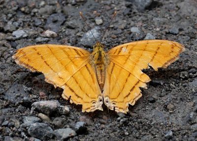 Marpesia berania; Orange Daggerwing