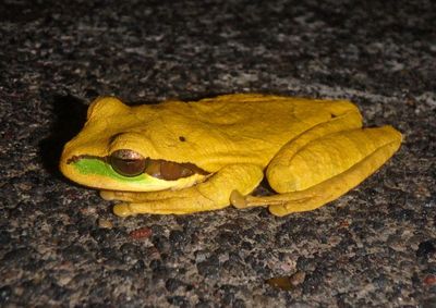 Masked Tree Frog 