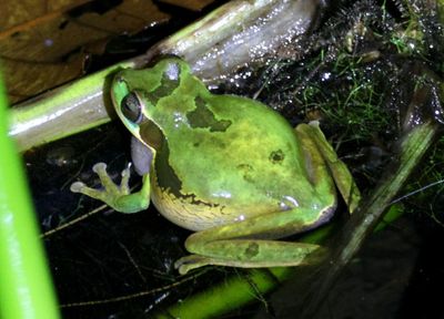 Masked Tree Frog 