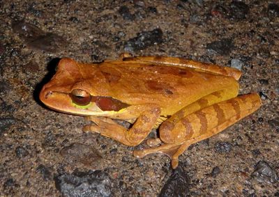 Masked Tree Frog 