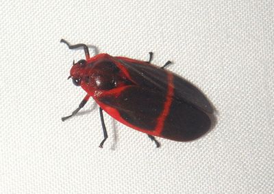 Maxantonia Spittlebug species