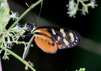 Mechanitis polymnial; Polymnia Tigerwing