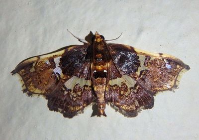 Megastes erythrostolalis; Pyralid Moth species