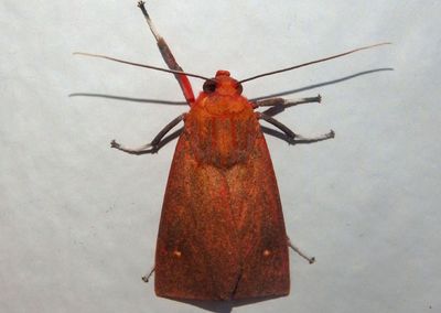 Melese intensa; Tiger Moth species