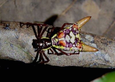 Micrathena sexspinosa; Orbweaver species