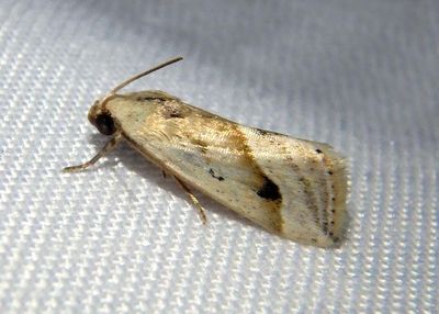 Micrathetis tecnion; Owlet Moth species