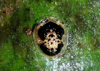 Microctenochira cruxflava; Tortoise Beetle species
