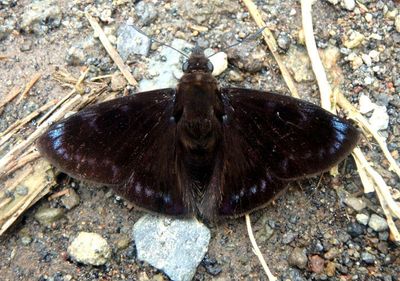 Mictris crispus; Crisp Skipper