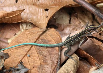 Middle American Ameiva 
