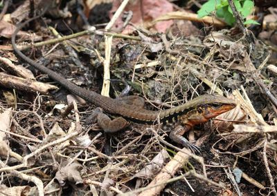 Middle American Ameiva 