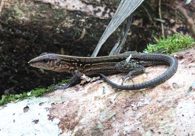 Middle American Ameiva