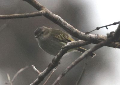 Mistletoe Tyrannulet