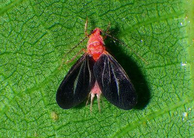 Monophlebidae Giant Scale Insect species 