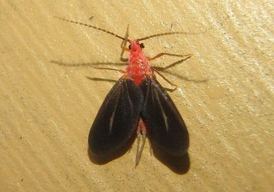 Monophlebidae Giant Scale Insect species