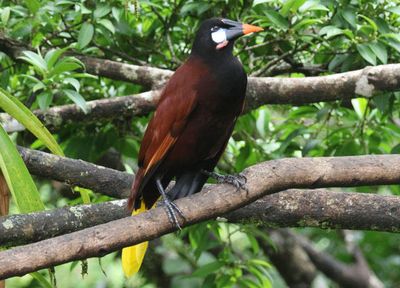 Montezuma Oropendola