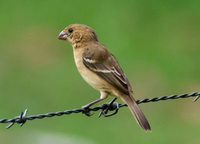Morelet's Seedeater; female