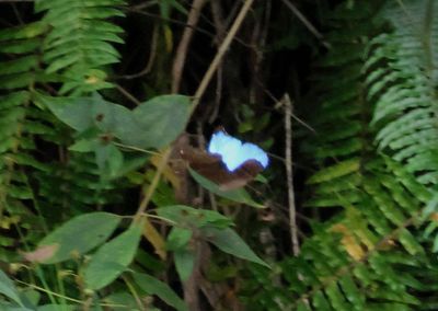 Morpho amathonte; Clouded Morpho; male 