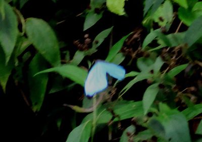 Morpho amathonte; Clouded Morpho; male
