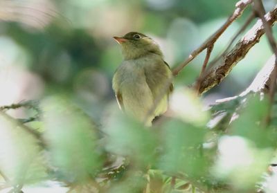 Mountain Elaenia