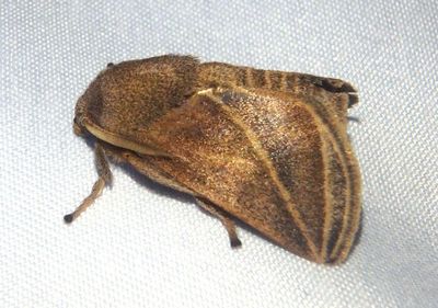 Natada fusca complex; Prominent Moth species