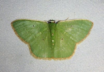 Nemoria defectiva; Emerald Moth species