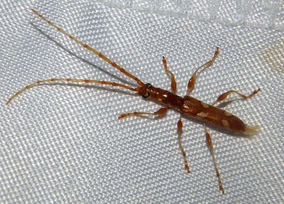 Neocompsa Longhorn Beetle species