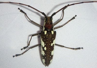 Neoptychodes cretatus; Flat-faced Longhorn species 