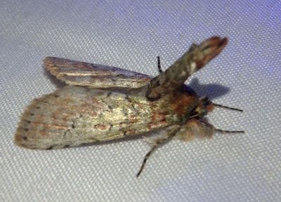 Neostictoptera nigropuncta; Tufted Moth species