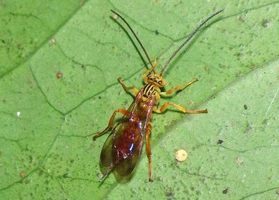 Neotheronia Ichneumon Wasp species; female