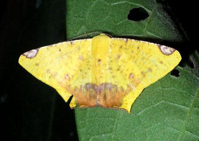 Nepheloleuca politia; Geometrid Moth species