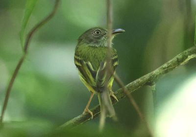 Northern Bentbill 