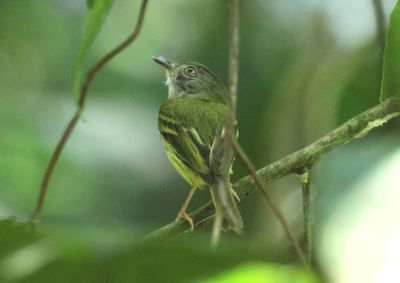 Northern Bentbill 