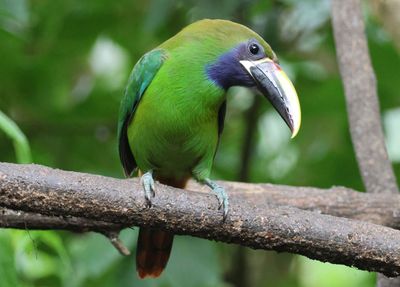 Northern Emerald Toucanet 